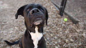 You wanted more of Mosely's adorable crooked face... you got it! He'll be availble for adoption soon, so keep your eye on atlantahumane.org/dogs! | Atlanta Humane Society