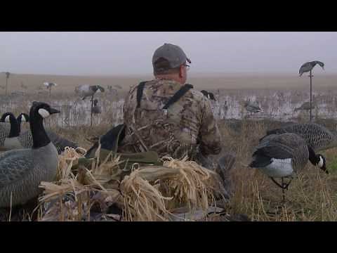 Duck Hunting Mallards over Field Decoys (North Dakota)