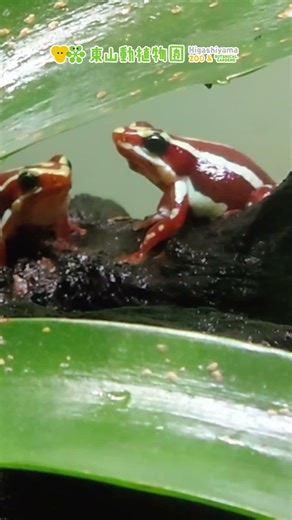 【東山動植物園公式】ミイロヤドクガエルの鳴き声《 ミイロヤドクガエル ヤドクガエル カエル 両生類 》#shorts