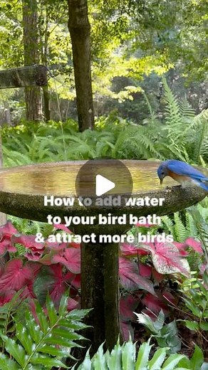 Kathleen on Instagram: "How to set up a birdbath to attract birds with dripping or steaming water: * A shallow bird bath is best, no deeper than 2” in the center. *Place your birdbath in shade if possible. Having trees close by provides cover from predators and a place to preen. *Provide dripping water if possible (dripping is better than streaming). Our birdbath is fed off from our irrigation system which is on a timer, run thru a waterhose hidden in a fern bed. You can accomplish the same thin