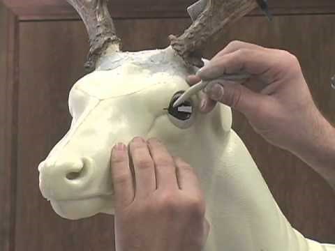 Installing a Deer Taxidermy Eye