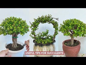 Easy Succulent Care Tips for Beginners