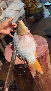 399K views · 1.2K reactions | "Big Golden Carp Fish Cutting | Fresh River Giant Catch " #GoldenCarp #FishCuttingReel #customart #personalizedgifts #sustainability #recipe #cakerecipe #surprisegift #dessertrecipe | Fish Cutting Show | Facebook