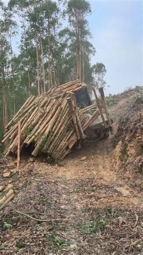 Failed Attempt To Climb A Hill With Logs