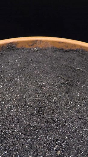 Growing Tobacco Plant - Follow for more 🌱 | Boxlapse