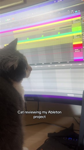 Cat making beats