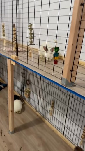 I’ve been feeling awful again this week. For some reason the changing of the seasons always has me getting sick 🤒 Here are all the sanctuary bunnies to tide you over while I’m behind on making new content. Yes, they all have food themed names, because I just think they’re funny and cute. Every single bunny I’ve ever kept has had a food themed name. And always, I’ll mention that they are ALL spayed and neutered and that goes a long way toward them all getting along, plus just know which personal