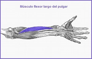 Flexor largo del pulgar: qué es, características, funciones, patologías