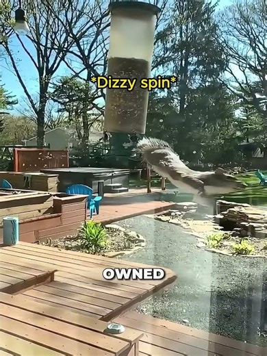 Squirrels are basically tiny parkour experts #funny #shorts