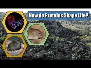 AP Bio - 1.7 Proteins