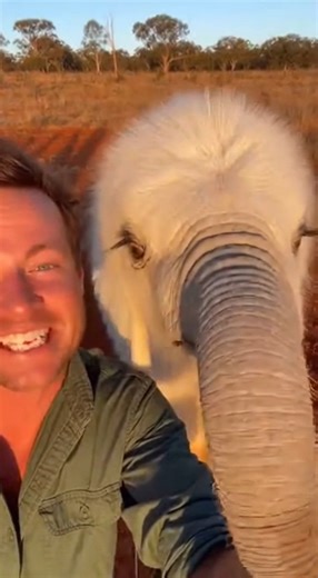 On September 14, 2019, in a remote region of northern Australia, a man reported encountering an extremely rare albino white elephant while traveling through a wildlife area. Witnesses said the animal’s pale coloring and size stood out immediately, prompting photos and videos that quickly circulated online. Wildlife experts later explained that albino elephants are exceptionally rare due to genetic conditions, and officials confirmed the encounter ended peacefully with no injuries or disturbances