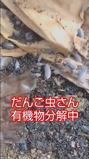 【ミミズだけでは無い！生態系】ダンゴムシさんの群れが蠢いてます。有機物分解中 ＃田舎暮らし ＃生態系