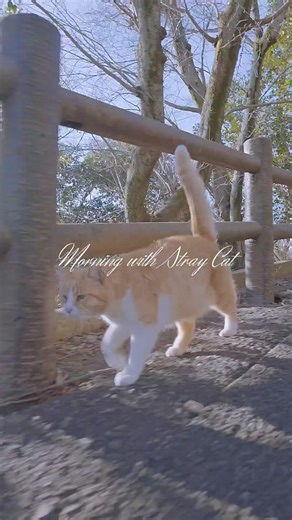 Morning with Stray Cat #35