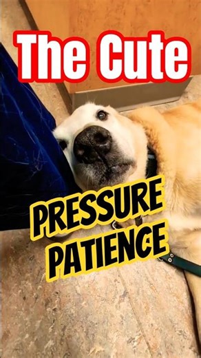 😜HYPERTENSION STEADY💉106 THE CUTE - PRESSURE PATIENCE😜RAW AND RELEASED