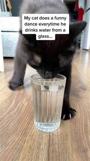 6 Funny Cat Reactions To Water #cats #shorts