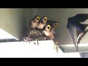 Barn Swallow in Slow Motion