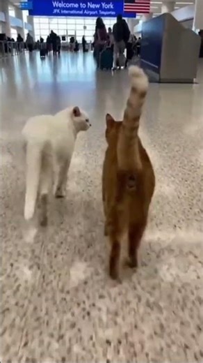 Two Cats Arrive in New York for the First Time 🐾🗽 #catfamily #meowtrip