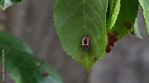 Harlequin ladybird, Harmonia axyridis, transforming into a pupa. Using shaking defence response to deter inquisitive ant. Real time speed