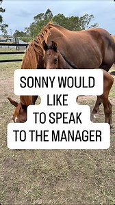 ‼️ Major Design Flaw ‼️ Even with the helpful propped up leg thanks to Mumma - the physics just ain’t physic-ing 🙃 Must be so hard to drink with your neck more or less inverted! | Endeavour Warmbloods