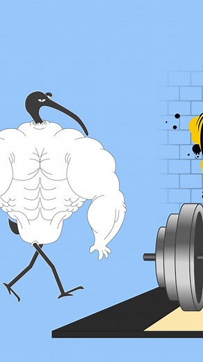 97K views · 844 reactions | Animated Short - Workout Motivation 101: if you’re serious about your workout then you’ve got to test social norms #cartoonedits #animatorsoninstagram #gymgraffiti #gymetiquette #fitnessvideos #comedyskit | Bench Chicken | Facebook