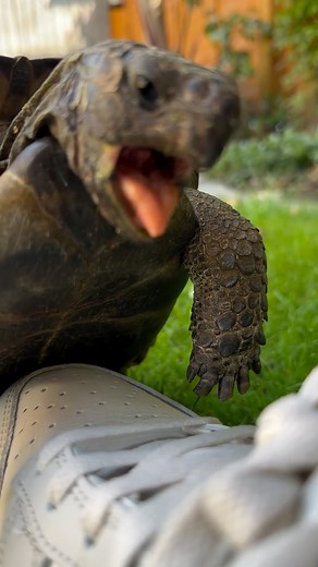 PhatOnions on Instagram: "Tommy’s love of Grey and White shoes #tortoise #turtle #tortue #tortuga #tartaruga #pets #animals #tier #mascotas #animaux #divertido #lustig #drole #engracado #smieszne #funny #reptile #cute #wild #nature #shell"