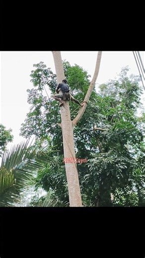 the process of felling tall trees manually,
