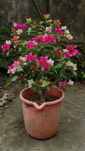 Bougainvillea Cutting to Plant 🌱 | Easy Propagation #treestargarden