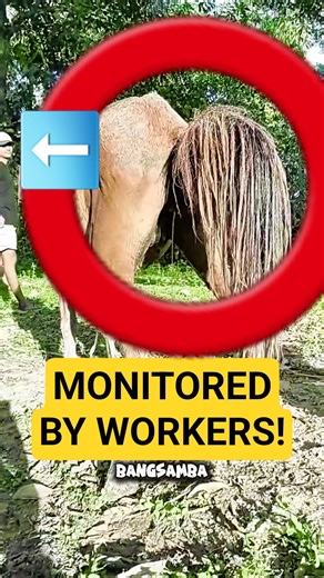Farmers Monitoring the Mare’s Condition🐎 #horse #farm #documentary #shorts