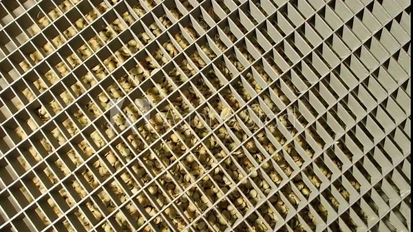 Process of blending coffee beans in roasting machine. Roasting coffee beans gives unique color and flavor to invigorating beverage