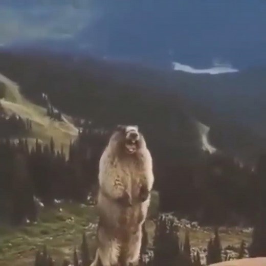Funny Meme | Shouting Bear | Yelling Bear |Meme