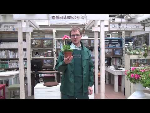 How to Grow and Care for Ivy geranium(Pelargoniumpeltatum)