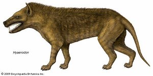 Hyaenodon - Alchetron, The Free Social Encyclopedia