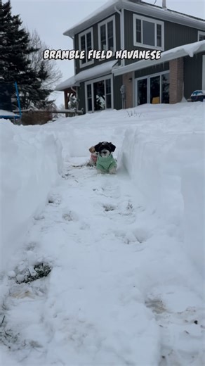 Our youngest Flourish Enrichment pups are having a blast in the snow!❄️ Want to learn more about our CKC Havanese puppies, their parents, or our tailored puppy program? Visit bramblefieldhavanese@gmail.com for all the details on our canine camp boarding, puppy care, parent lives, acquisition, and more! With decades of experience, we are licensed, inspected, and registered. Havanese raised by our family, for your family. #havaneseofinstagram #ckcpuppies #havanesepuppies havaneselove puppyplay hav