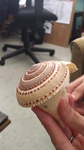 48K views · 1K reactions | These two shells come from snails that live in different oceans. Their shells are identical inverts of one another, thanks to the mathematical rules that constrain our universe and help determine the physical structures of living organisms. Science: it's magic that works! ✨✨ | Natural History Museum of Los Angeles County | Facebook