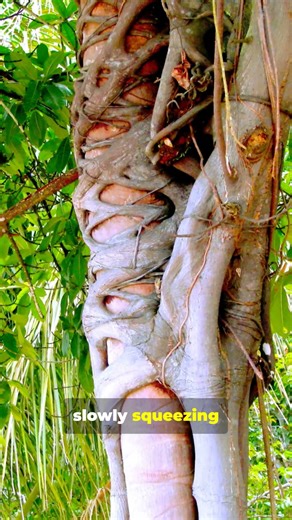 Silent Assassin: Poisons Everything Around It!!!! #tiktok