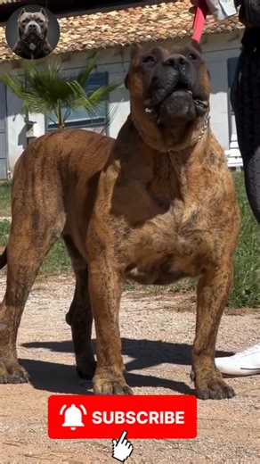 This Puppy DEFIES BELIEF: Growth Transformation SHOCKS Everyone 😮 | #MegaMutts