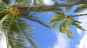 Vertical video of beautiful palm trees background in 4K slow motion 60fps