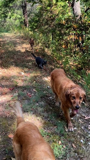 15K views · 808 reactions |  #GoldenRetriever #hike #cats #dogs#catsofinstagram #chickens #hikingcats#Nature #deer #duck #trails#animals #squirrel #fyp #funny #hike #hiking #trails | Brown Hiking Trails | Facebook