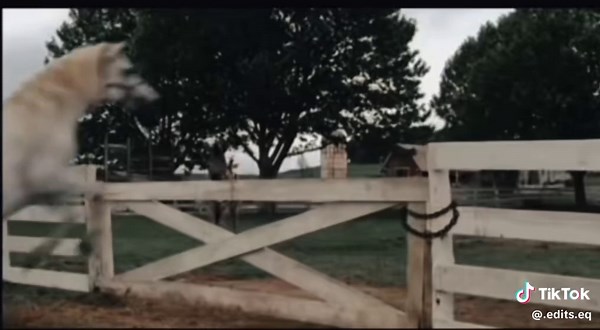 Exploring the Racing Stripes Movie Ending