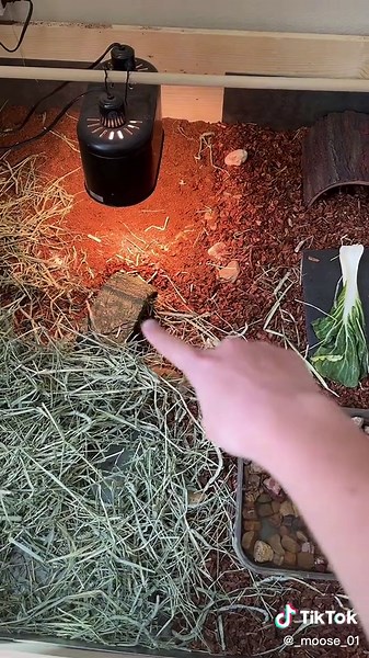 Spider Plant Cleaning for Tortoises: What's Your Opinion?