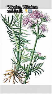 Valerian, Valeriana officinalis Let’s talk about a plant 🪴 * Garden valerian, also called garden heliotrope (Valeriana officinalisj), is a perennial herb prized for its spicy fragrant flowers; it is native in Europe and western Asia. Its dried rhizome yields valerian, a natural sedative Garden valerian (Valeriana officinalis) is a perennial non-native invasive plant of sunny wetlands and roadsides. Untreated, this plant can form dense infestations that replace native vegetation and harm wildlif