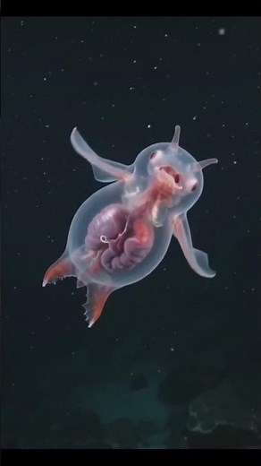 🌊 It may look like a headless chicken, but it's actually one of the ocean's strangest creatures!