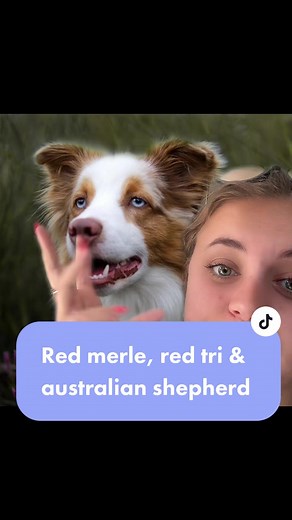 Australian Shepherd: Red Merle, Red Tri Dog Breeds Explained