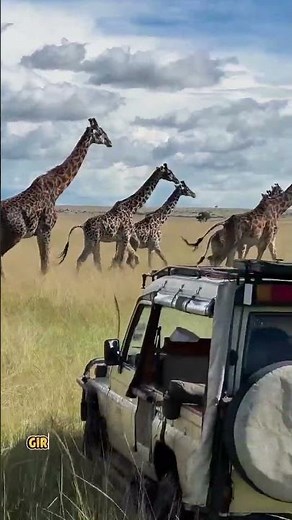 GIRAFFE 🦒 | Learn English with Animals | Short Animal Description