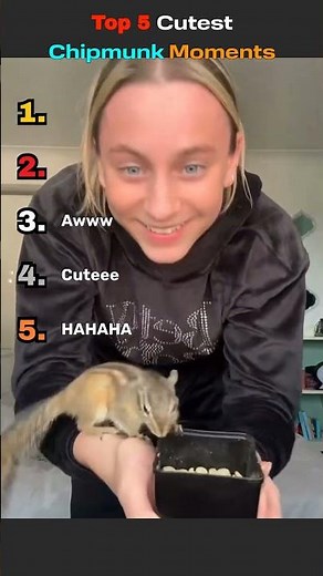 Top 5 Cutest Chipmunk Moments Ever 🐿️💛 #animals #cuteanimals #cute