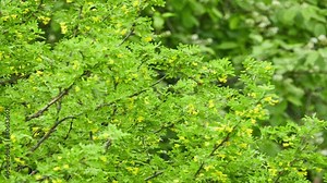 Caragana arborescens, Siberian peashrub or pea-tree, is species of legume native to Siberia and parts of China (Heilongjiang Xinjiang) and neighboring Mongolia and Kazakhstan.