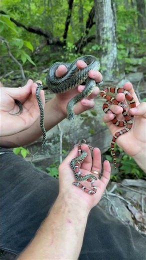 This Snake Setup is Insane 🤯 #reptiles #shorts #animals