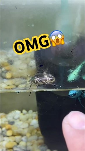 Save the drowning beetle. #bettafishtank #betta