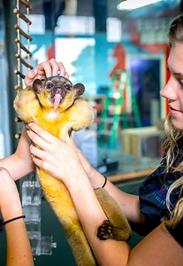 Morning Rounds: See how we Prepare for the Day at the Austin Aquarium