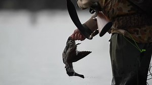 This is what happened during Victoria's 2023 duck shooting season